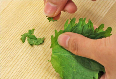 ちぎる、青じその葉
